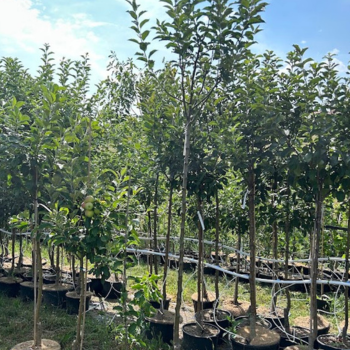 Choisir un arbre fruitier adapté à son jardin