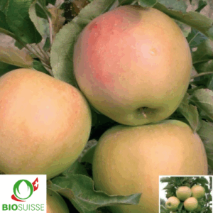Pommier Bio Moonlight – variété colonnaire pour petits espaces et balcons