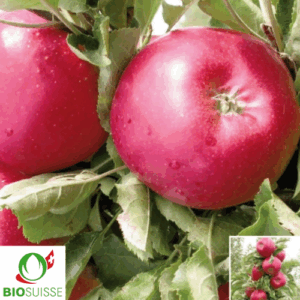 Pommier Bio RedSpring – variété colonnaire de garde sucrée et juteuse