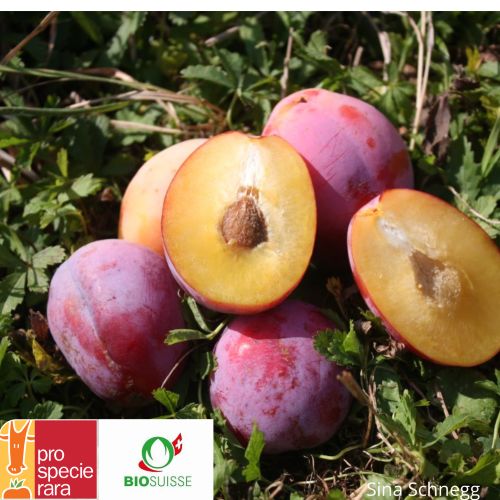 Prunier ‘Victoria’ – Prune rouge, productive et facile à cuisiner
