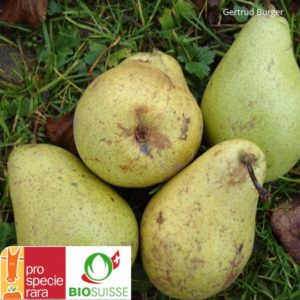 Poirier Curé : variété ancienne très rustique, idéale pour les poires pochées, au vin ou en compote