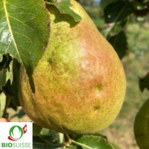Poirier Harrow Sweet avec poires jaunes et feuillage sain