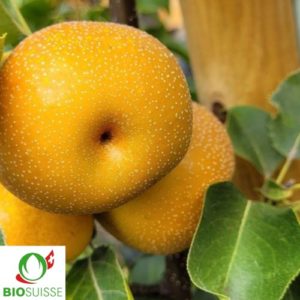 Poirier japonais Nashi Chojuro – poire cuivrée croquante et juteuse, variété peu sensible aux maladies, idéale pour jardin bio