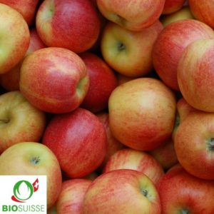 Pommier Bio Remo – pomme rouge croquante et acidulée, parfaite pour jus naturel