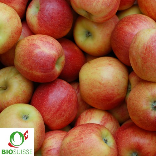 Pommier Bio Remo – pomme rouge croquante et acidulée, parfaite pour jus naturel