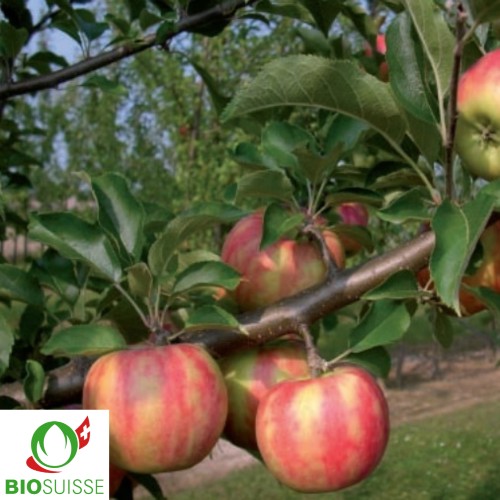 Pommier bio Karneval – gros fruit rouge et vert, pomme de garde résistante sans traitement