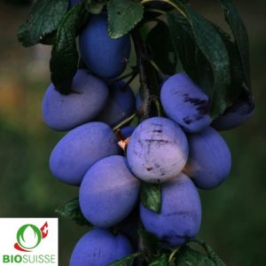 Fruits du pruneautier Belle de Cacak’s, gros, bleus, juteux sur l’arbre