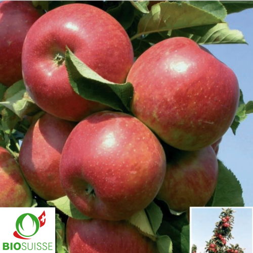 ommier Bio Rondo – variété d’automne colonnaire résistante