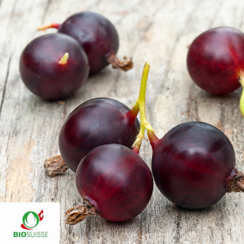 Josta bio – Grappes de fruits rouge noir, arbuste sans épines, culture en pot