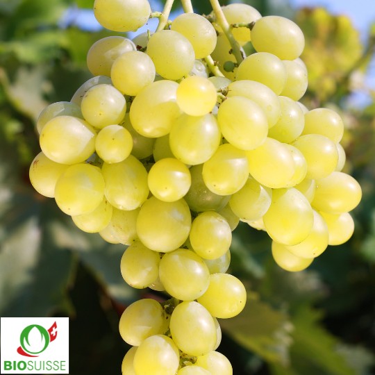 Vigne bio Palatina – raisin blanc doré très sucré, résistant aux maladies, parfait pour pergola ou jardin en altitude