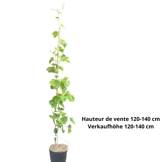 Robuste Bio-Rebe Wostorg – Bild 2