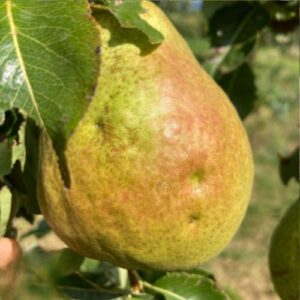 Birnenbaum Harrow Sweet