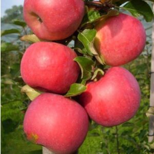 pommier colonnaire