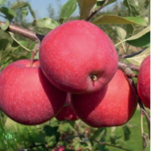 Apfelbaum Lucy