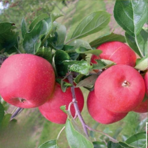Pommier Allegro