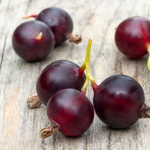 Ribes Josta