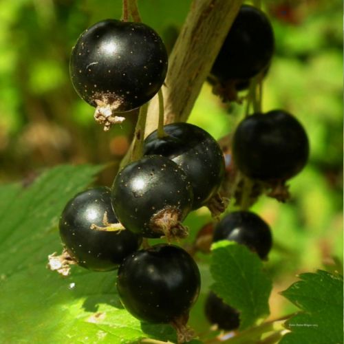Cassis Titania