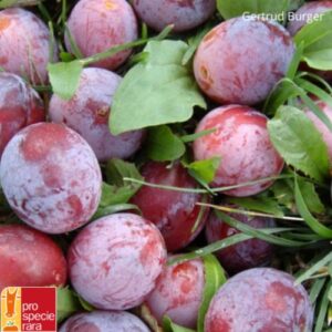 Prunier Damassine