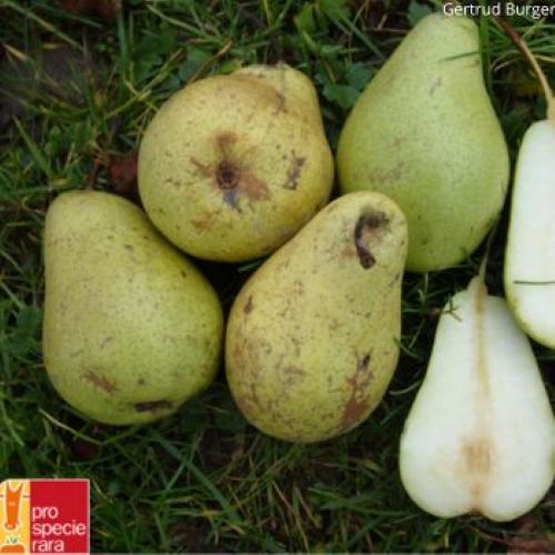 poire curé