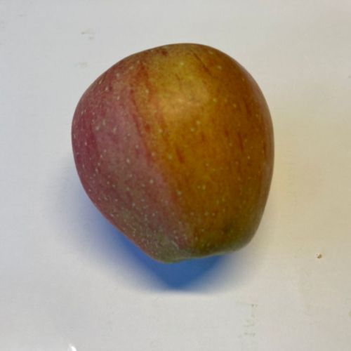 Apfelbaum Pinova