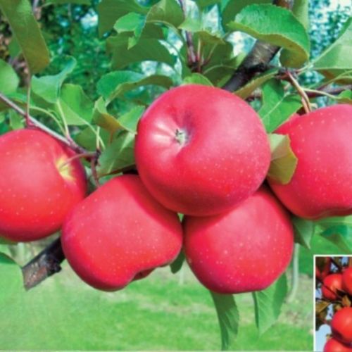 Apfelbaum Bonita