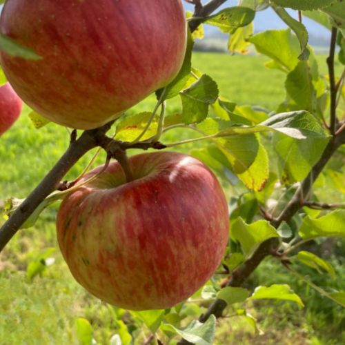 Apfelbaum Resi
