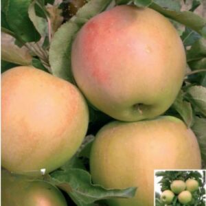 Pommier colonnaire Moonlight