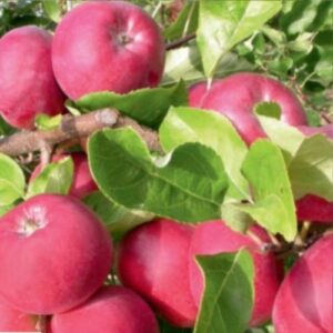 Pommier Juno