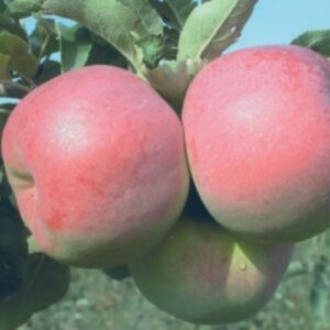 Pommier Mira
