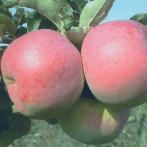 Pommier Mira