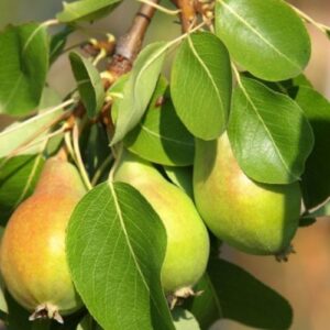 Birnenbaum Frühe von Morettini