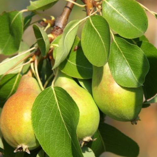 Birnenbaum Frühe von Morettini