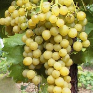 Widerstandsfähige Rebe Muscat de Birstaler