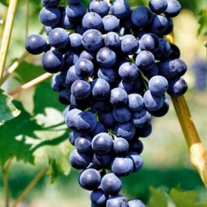 Rebe Robust Muscat Bleu Garnier