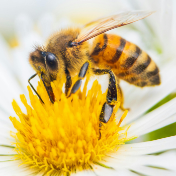 Bestäubung von Obstbäumen durch Bienen