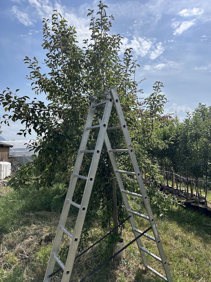 Schnitt und Pflege eines Obstbaums