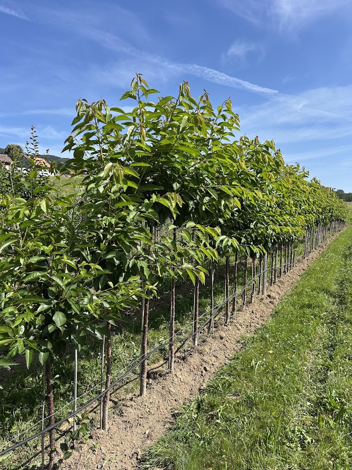 Einen passenden Obstbaum für den eigenen Garten wählen